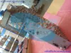 Bild von BFL119446/1 R2B-REF